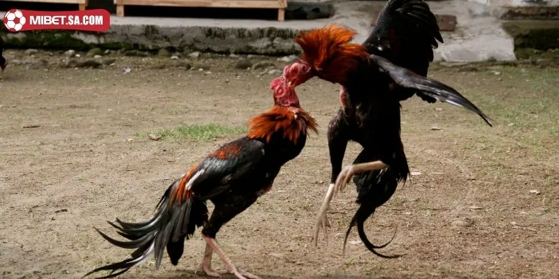 Điểm danh một số giống gà linh kê nổi bật