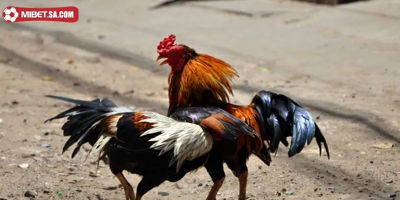 Tìm hiểu đôi nét về giống linh kê