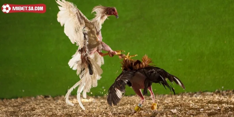 Sư kê phải nắm rõ cách thức nhận biết chính xác