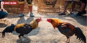 Gà Linh Kê - Top Các Giống Gà Được Nhiều Sư Kê Quan Tâm Nhất