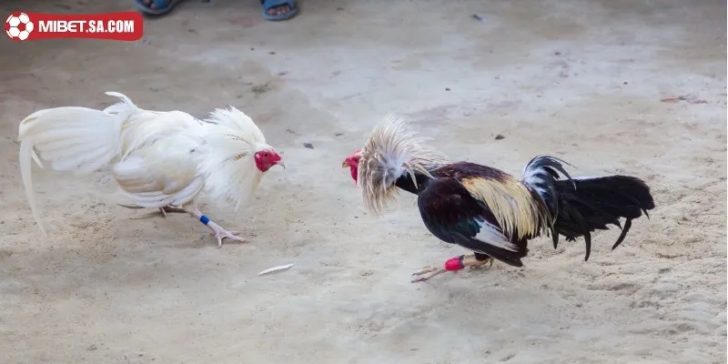 Ưu điểm nổi trội chỉ có tại chiến kê linh kê