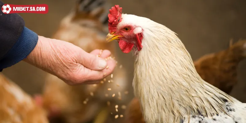 Điểm danh các kỹ thuật chọn gà phu là gì