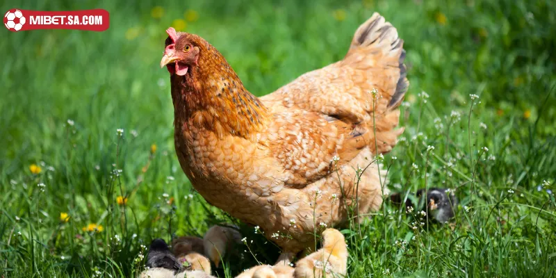 Nên đưa ra các danh sách thời gian tập luyện chiến kê