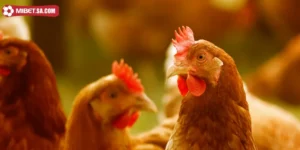 Gà Phu Là Gì? Tìm Hiểu Rõ Hơn Về Giống Gà Nổi Tiếng 2025