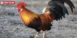 Kinh Nghiệm Nuôi Gà Linh Kê Đúng Cách Từ Chuyên Gia