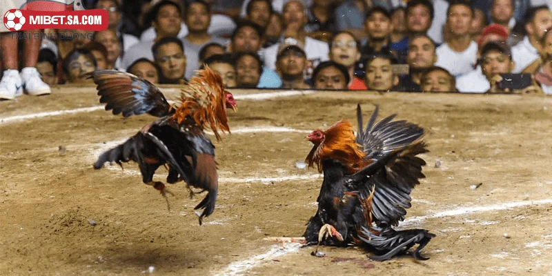 Hướng dẫn chi tiết các phương pháp chăm sóc 