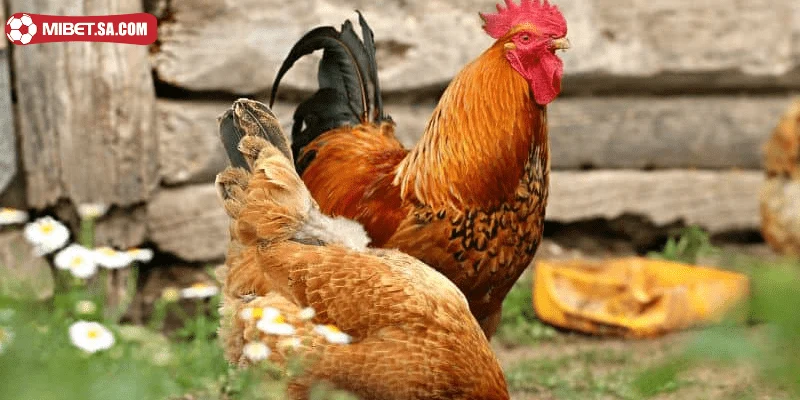 Cách nhận dạng linh kê trong bộ môn đá gà 