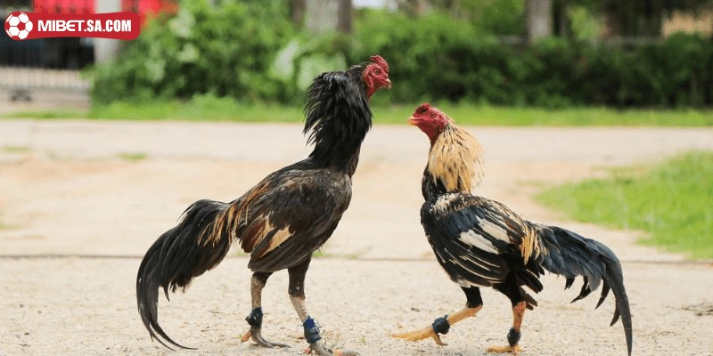 Huấn luyện gà linh kê cần trải qua nhiều giai đoạn 