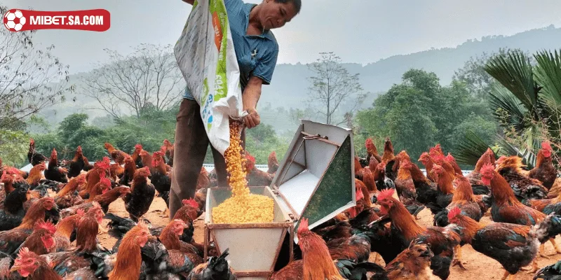 Kinh nghiệm nuôi gà linh kê từ việc xác định khung giờ ăn 