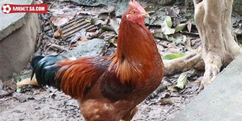 Chọn giống quyết định đến 50% về sự phát triển của gà