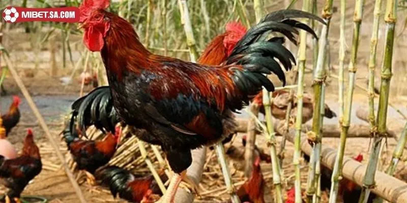 Cân bằng chế độ dinh dưỡng phù hợp với từng giai đoạn phát triển