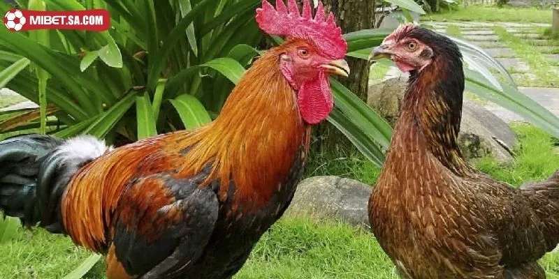 Gà phu là giống gà đã được lai tạo từ gà ta và gà công nghiệp hoặc gà nòi