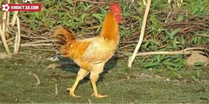 Kỹ thuật nuôi gà đạt chất lượng cao mà các chủ trang trại thường áp dụng