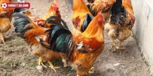 Kinh Nghiệm Nuôi Gà Phu Đúng Chuẩn 100% Từ Dân Chuyên